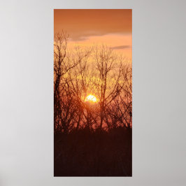 Solnedgång bakom Träd Poster