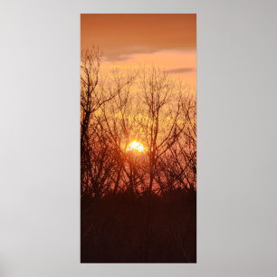 Solnedgång bakom Träd Poster