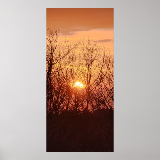 Solnedgång bakom Träd Poster (Framsidan)
