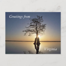 Solnedgång bakom Träd Vykort
