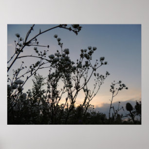 Solnedgång fält i vild blommor poster