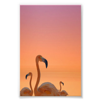 Solnedgång Flamingo Tropisk Affisch Fototryck