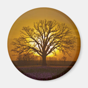Solnedgång för Bur-Oak Magnet