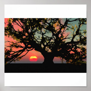 Solnedgång för Oakträd Poster