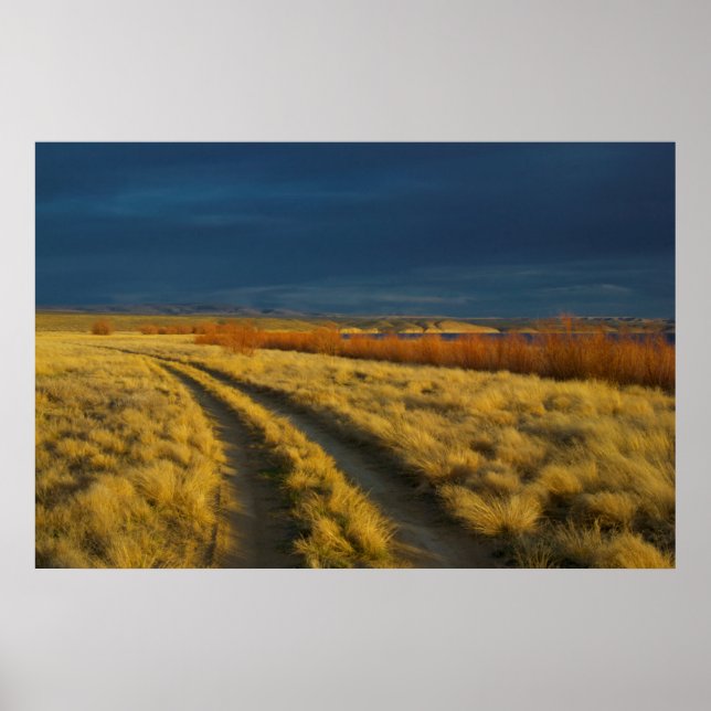 Solnedgång framhäver buskarnas röda bark poster (Framsidan)