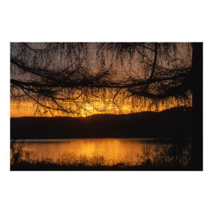 Solnedgång genom Träd Fototryck