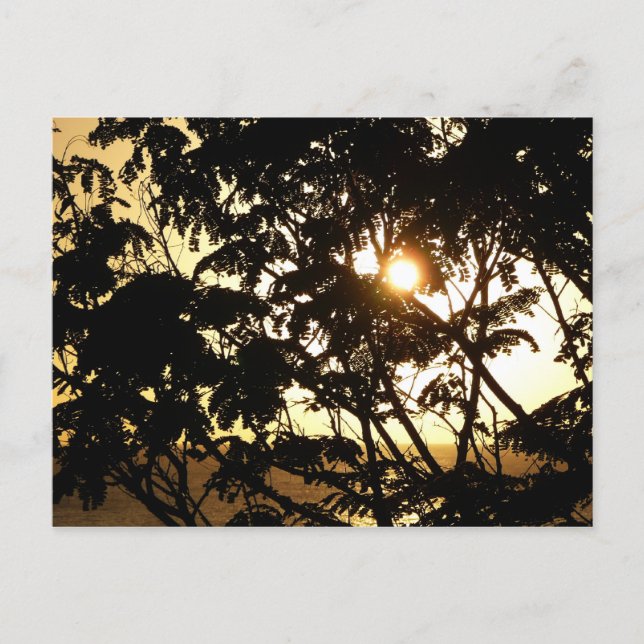Solnedgång genom Träd I Tropiskt fotografi Vykort (Framsida)