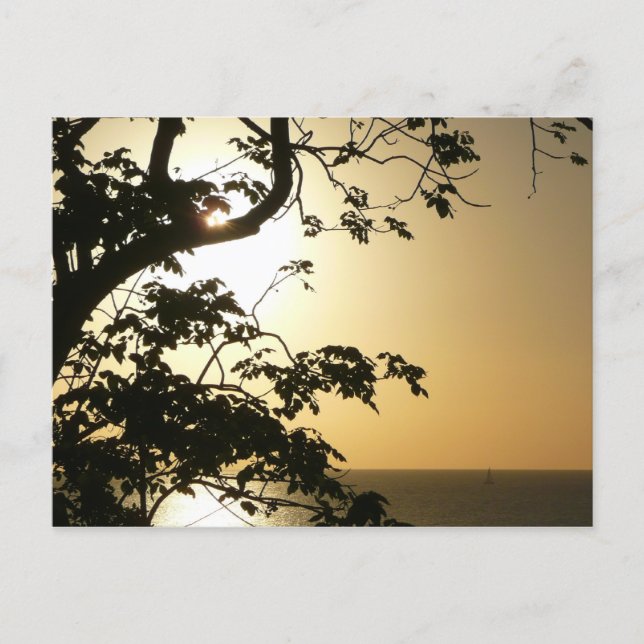 Solnedgång genom Träd II Tropiskt fotografi Vykort (Framsida)