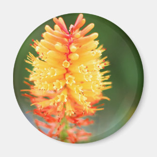 Solnedgång, glöd, magnet