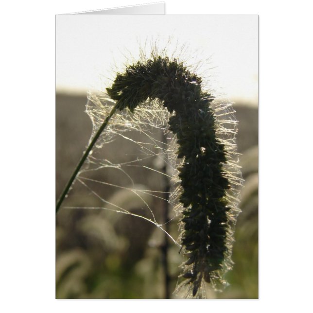 Solnedgång Hälsningskort (Framsidan)