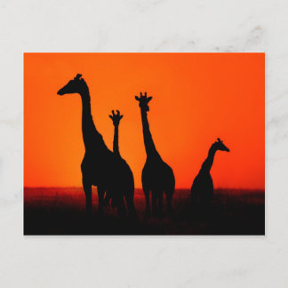 Solnedgång i Afrika Vykort