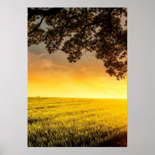 Solnedgång i ett landskap i Fält på landsbygden Po Poster