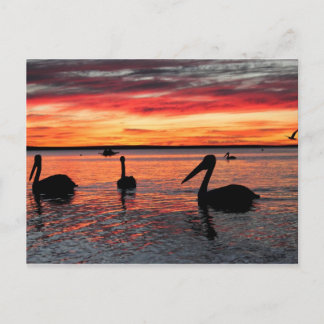 Solnedgång i Monkey Mia Vykort