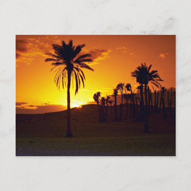 Solnedgång i öknen, Sahara, tunisiska öknen Vykort (Framsida)