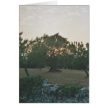 Solnedgång i Olive Grove