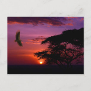 Solnedgång i Serengeti, Tanzania Vykort