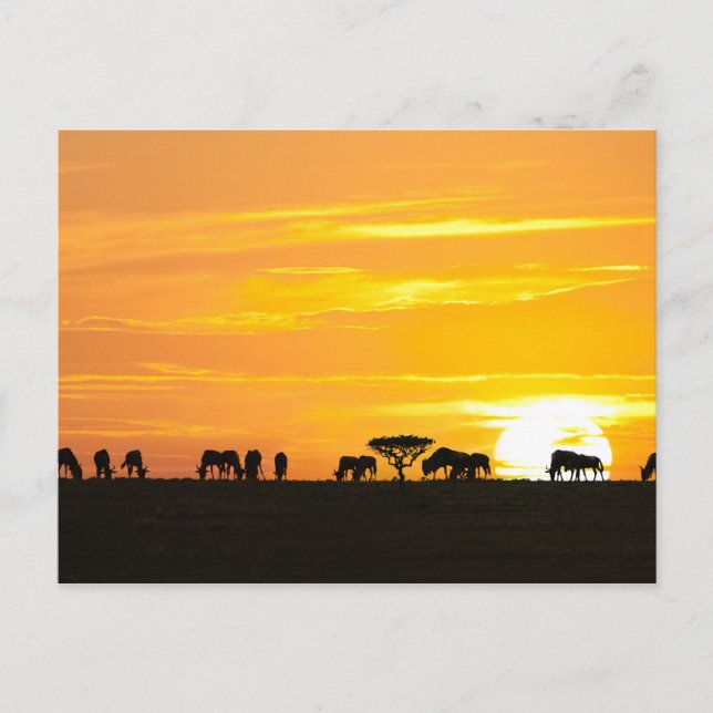 Solnedgång i Serengeti Vykort (Framsida)