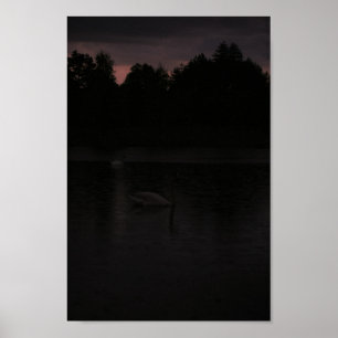 Solnedgång i Sjö, ryggrad Svanar, liggande Poster