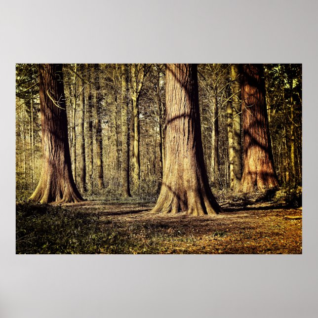Solnedgång i skog poster (Framsidan)