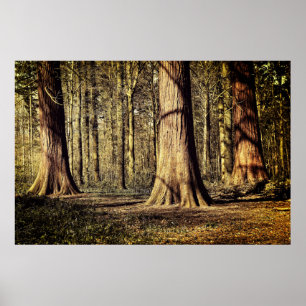 Solnedgång i skogen poster