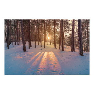 Solnedgång i snöig vinter tallskog fototryck