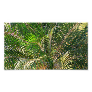 Solnedgång Lit Handflatan Fronts Tropical Fototryck