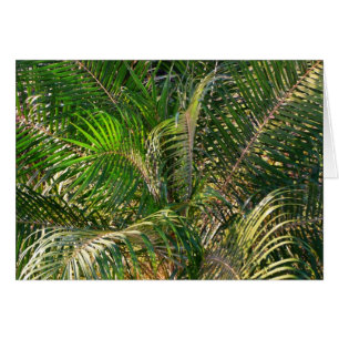 Solnedgång Lit Handflatan Fronts Tropical Hälsningskort