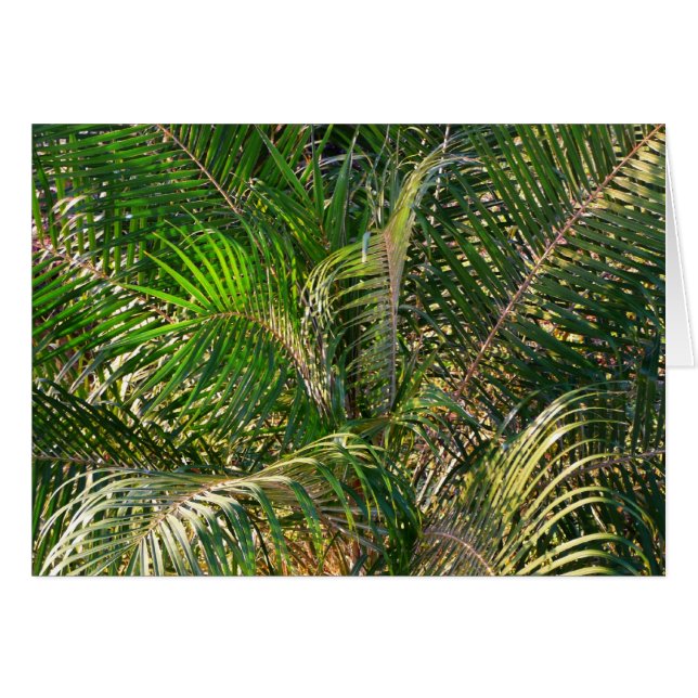 Solnedgång Lit Handflatan Fronts Tropical Hälsningskort (Framsidan Horizontal)