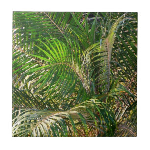 Solnedgång Lit Handflatan Fronts Tropical Kakelplatta