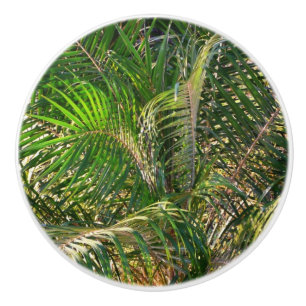 Solnedgång Lit Handflatan Fronts Tropical Knopp