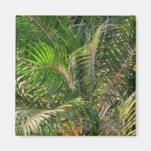 Solnedgång Lit Handflatan Fronts Tropical Magnet