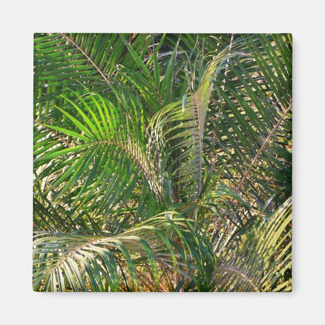 Solnedgång Lit Handflatan Fronts Tropical Magnet (Framsidan)