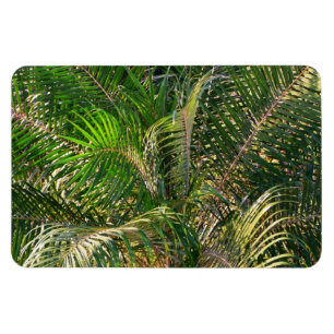 Solnedgång Lit Handflatan Fronts Tropical Magnet