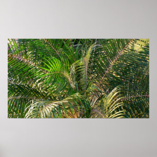 Solnedgång Lit Handflatan Fronts Tropical Poster