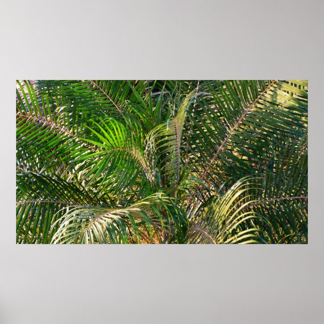 Solnedgång Lit Handflatan Fronts Tropical Poster (Framsidan)