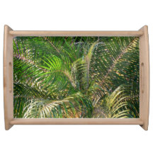 Solnedgång Lit Handflatan Fronts Tropical