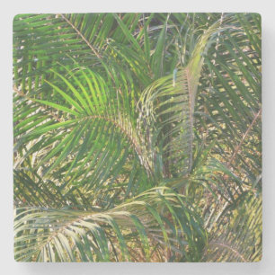 Solnedgång Lit Handflatan Fronts Tropical Stenunderlägg