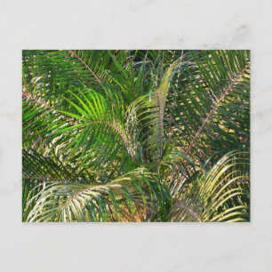 Solnedgång Lit Handflatan Fronts Tropical Vykort