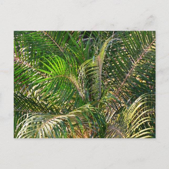 Solnedgång Lit Handflatan Fronts Tropical Vykort (Framsida)