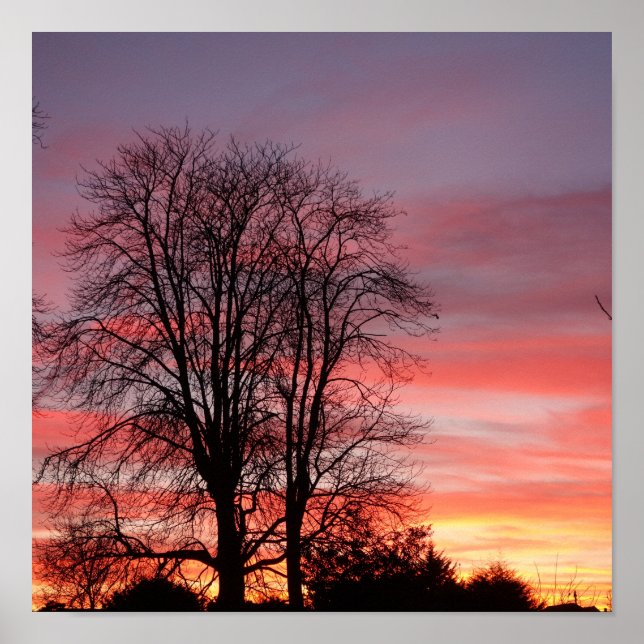 Solnedgång och Träd Silhouette Poster (Framsidan)