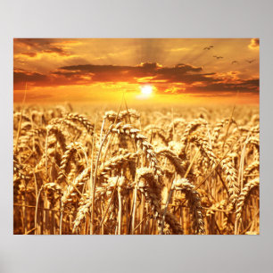 Solnedgång och vete Fält Poster