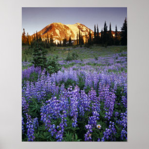 Solnedgång över Mt Adams och en underalpängsskugga Poster