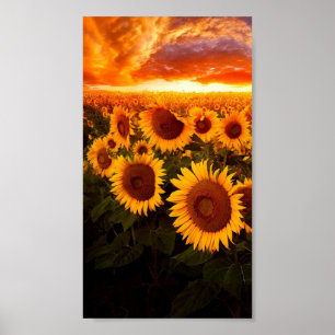 Solnedgång över solblommor poster