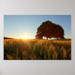 Solnedgång över vete Fält Poster