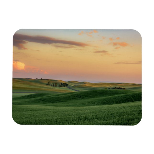 Solnedgång över Wheat Fält | Washington Magnet (Horisontell)