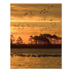 Solnedgång på den Chincoteague djurlivfristaden Fototryck