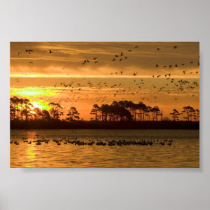 Solnedgång på den Chincoteague djurlivfristaden Poster