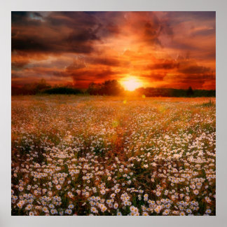 Solnedgång Poster