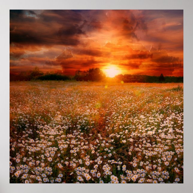 Solnedgång Poster (Framsidan)