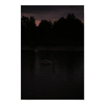 Solnedgång Sjö Rain Svanar liggande natur